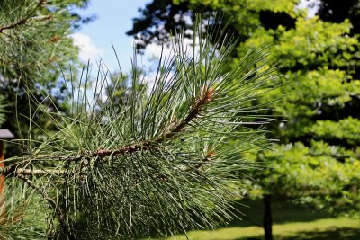 Pinus ponderosa - borovice těžká - jehlice